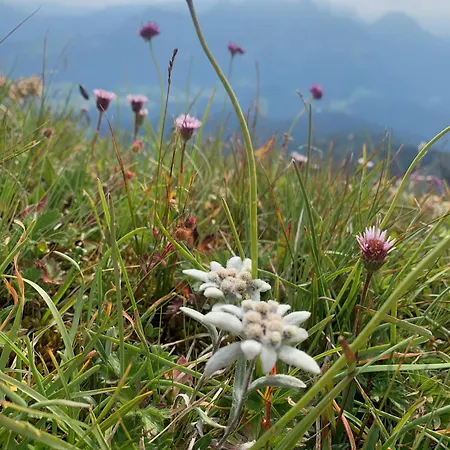 Hoerndlhof * Abtenau