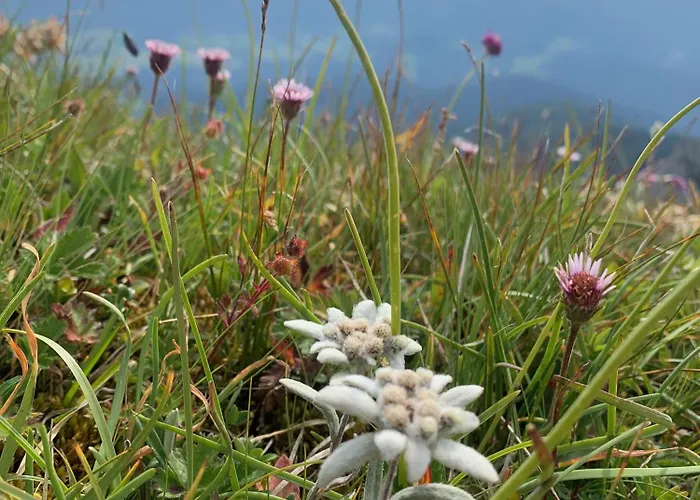 Hoerndlhof * Abtenau